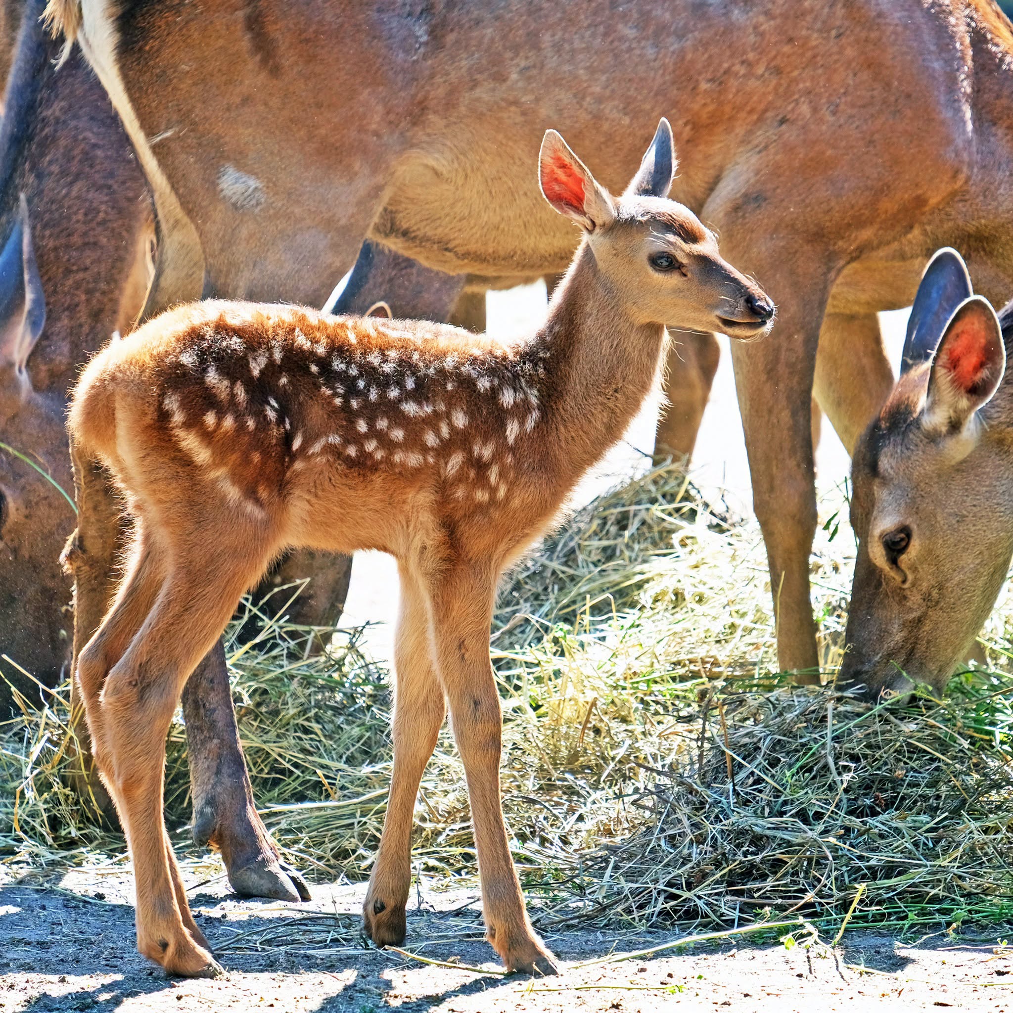 Благородні оленята в КиївЗоо. Фото: facebook.com/zoo.kyiv.ua