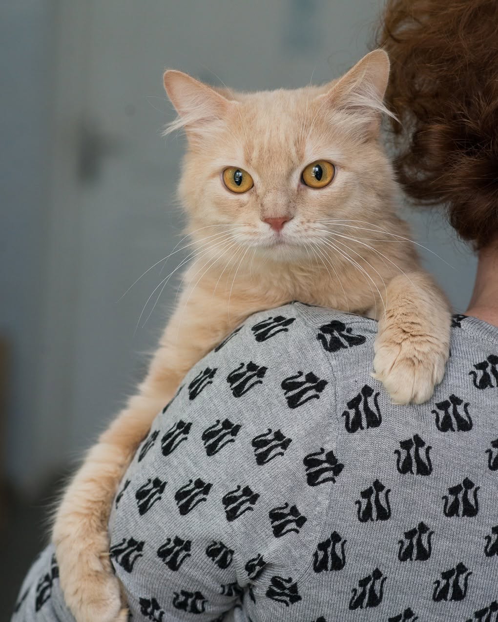 Тварини у центрі адопції  на ВДНГ зачиняють. Фото: facebook.com/shelter.vdng