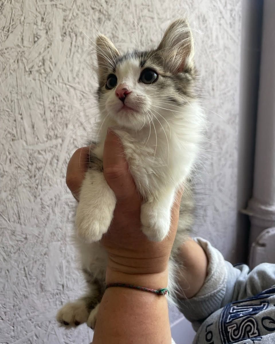 Тварини у центрі адопції  на ВДНГ зачиняють. Фото: facebook.com/shelter.vdng