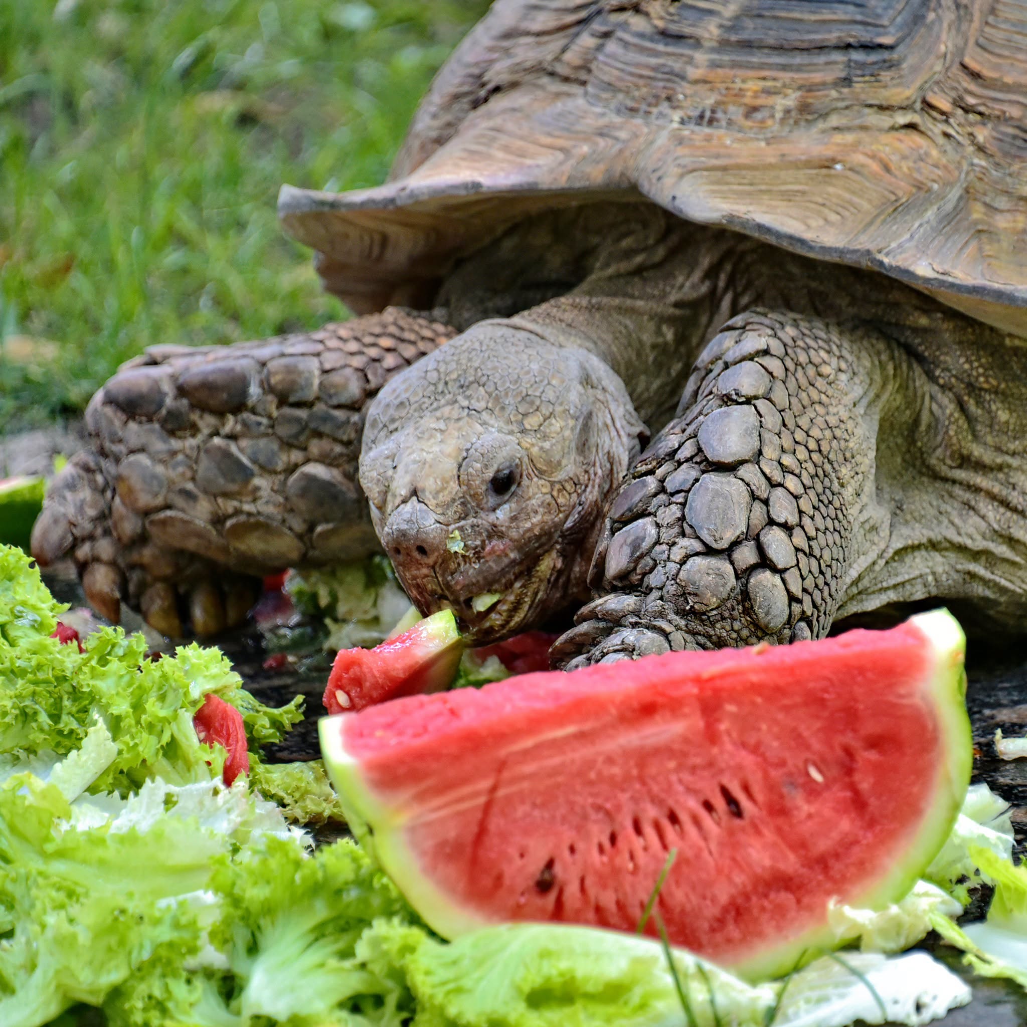 Шпороносні черепахи їдять кавун. Фото: facebook.com/zoo.kyiv.ua