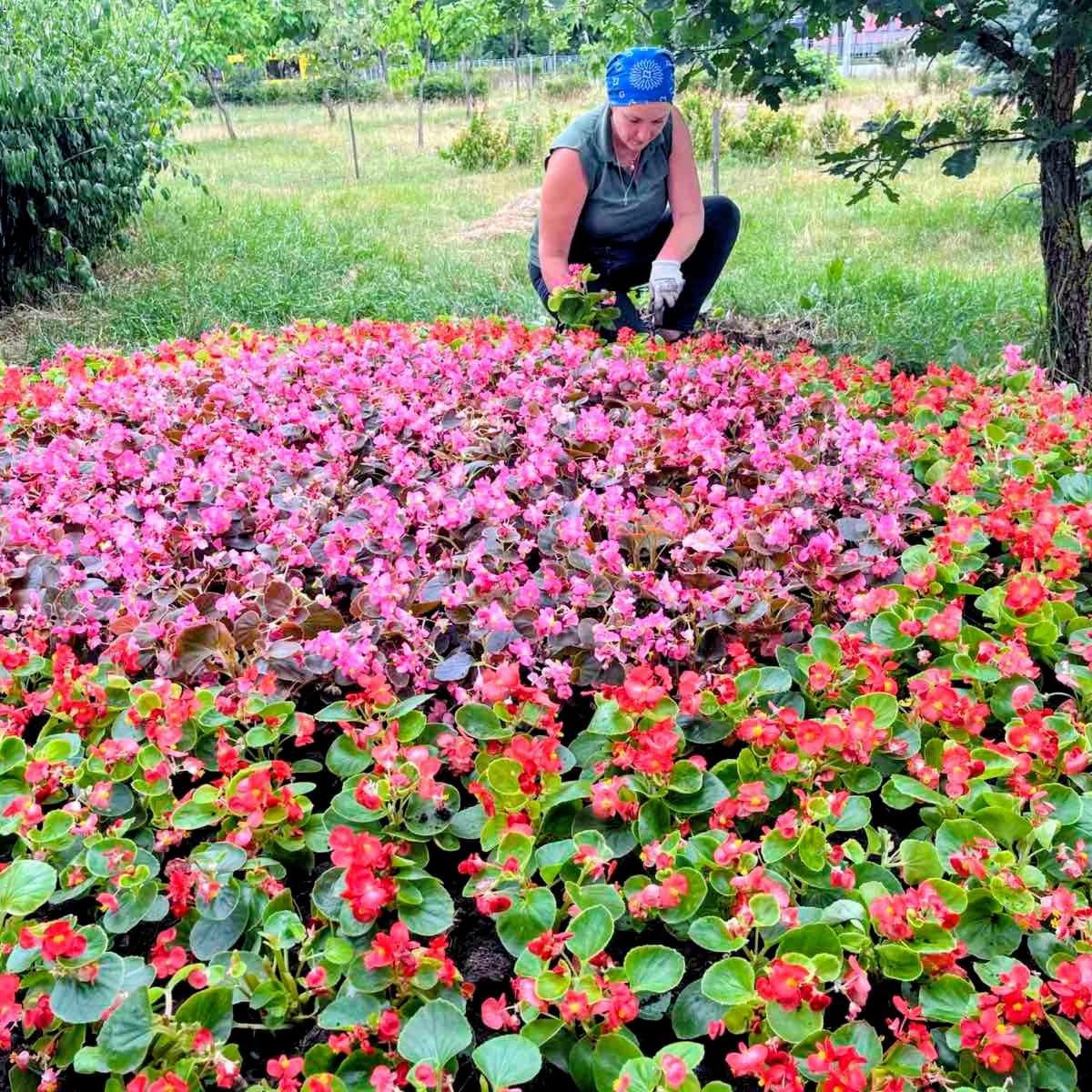 Оновлені клумби на Оболоні. Фото: facebook.com/zelenbud
