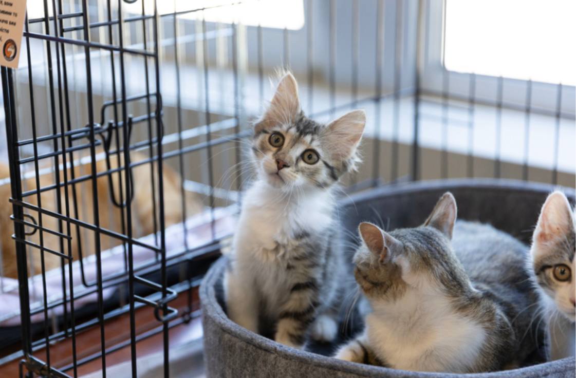 AdoptMe Days. Фото надане організаторами