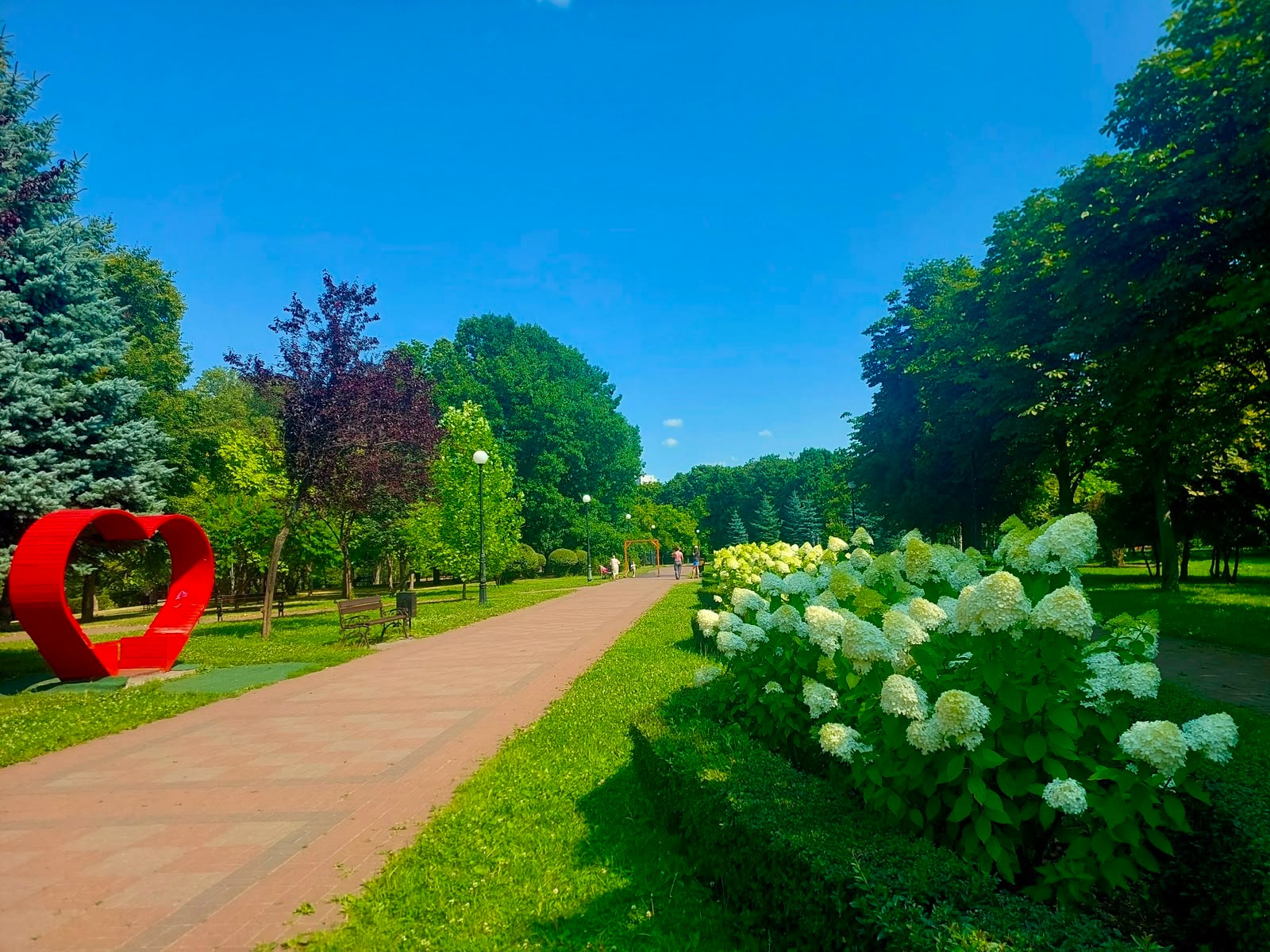Цвітіння гортензій у Києві. Фото: КМДА
