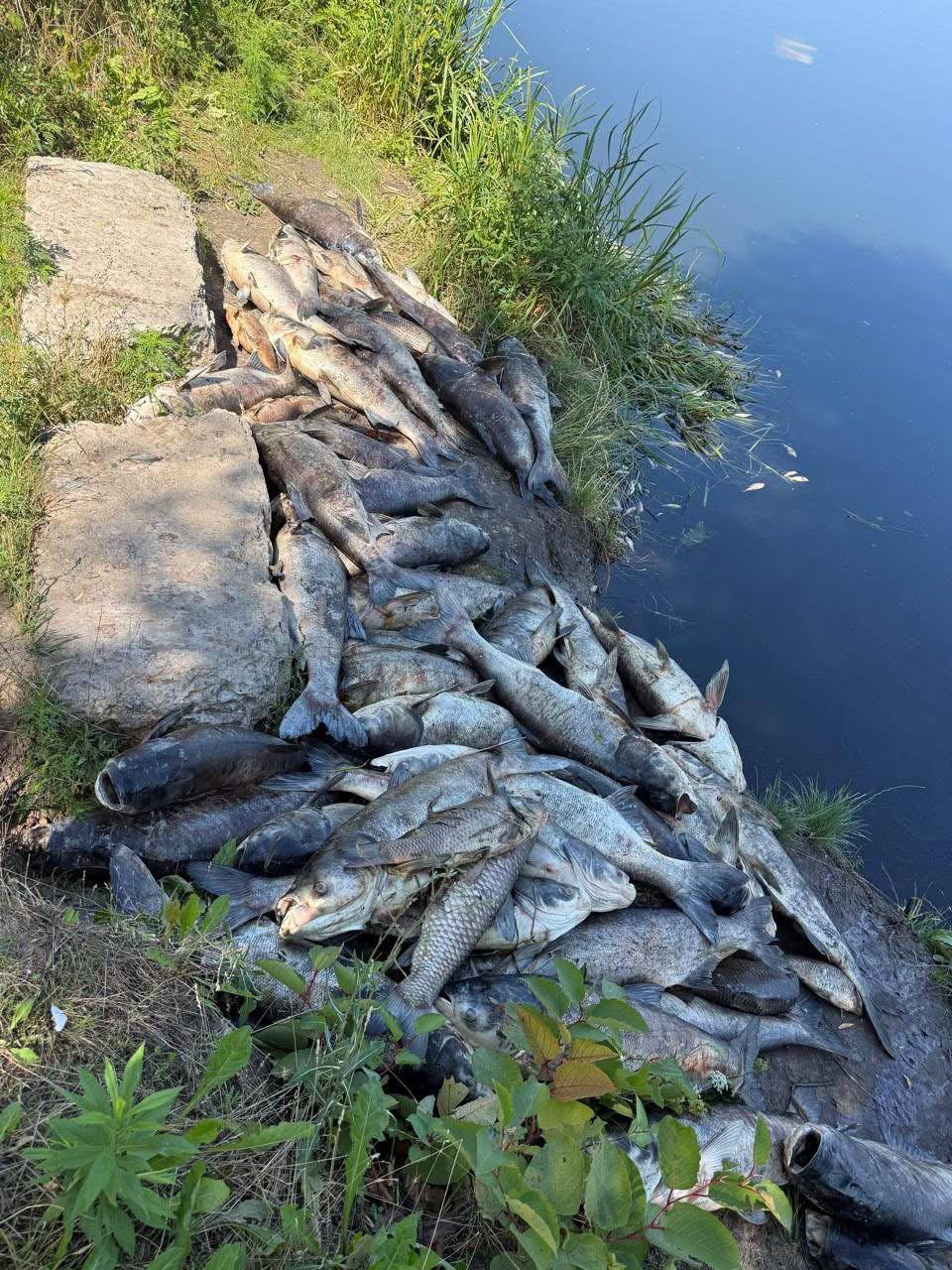 У Софіївській Блорщагівці мор риби. Фото: facebook.com/borshagivska
