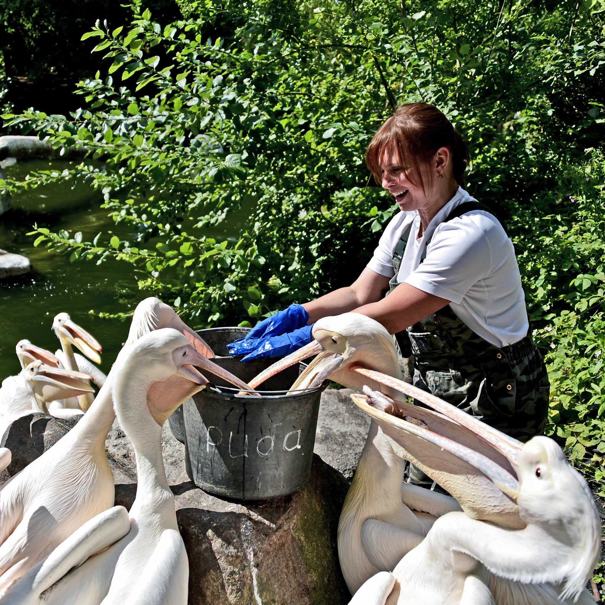 Пелікани в КиївЗоо. Фото: facebook.com/zoo.kyiv.ua