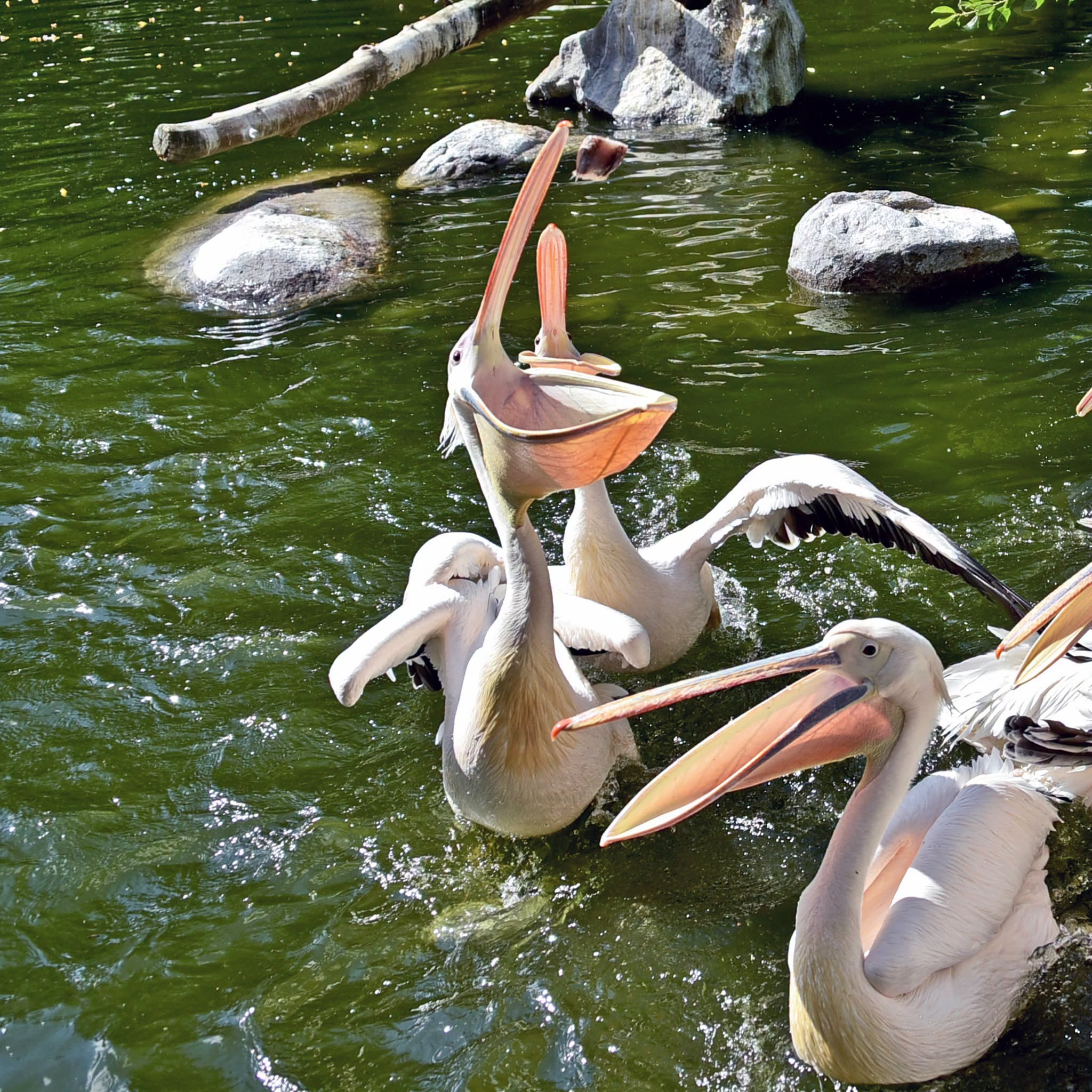 Пелікани в КиївЗоо. Фото: facebook.com/zoo.kyiv.ua