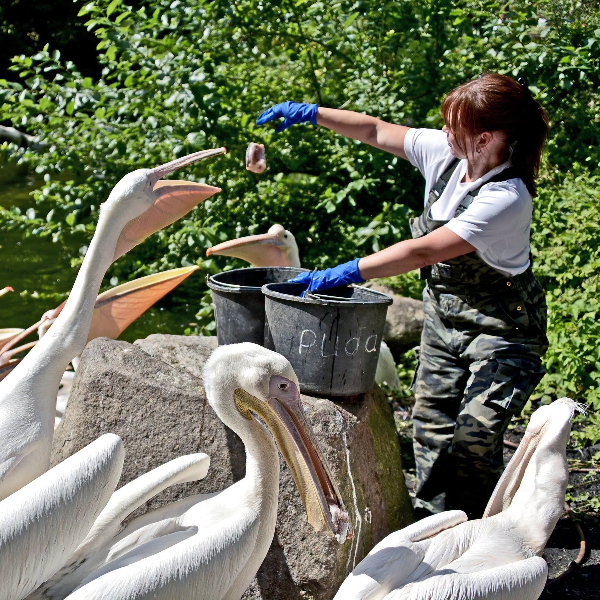 Пелікани в КиївЗоо. Фото: facebook.com/zoo.kyiv.ua