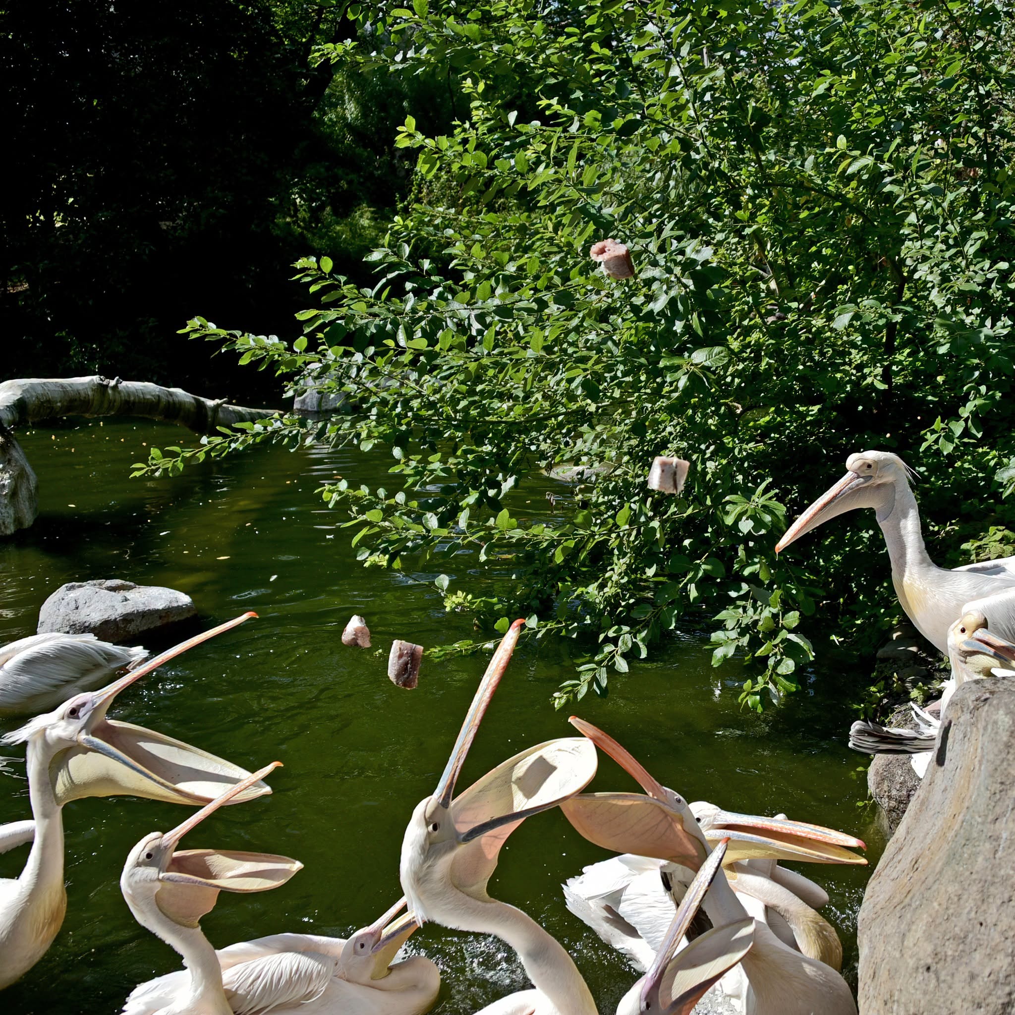 Пелікани в КиївЗоо. Фото: facebook.com/zoo.kyiv.ua