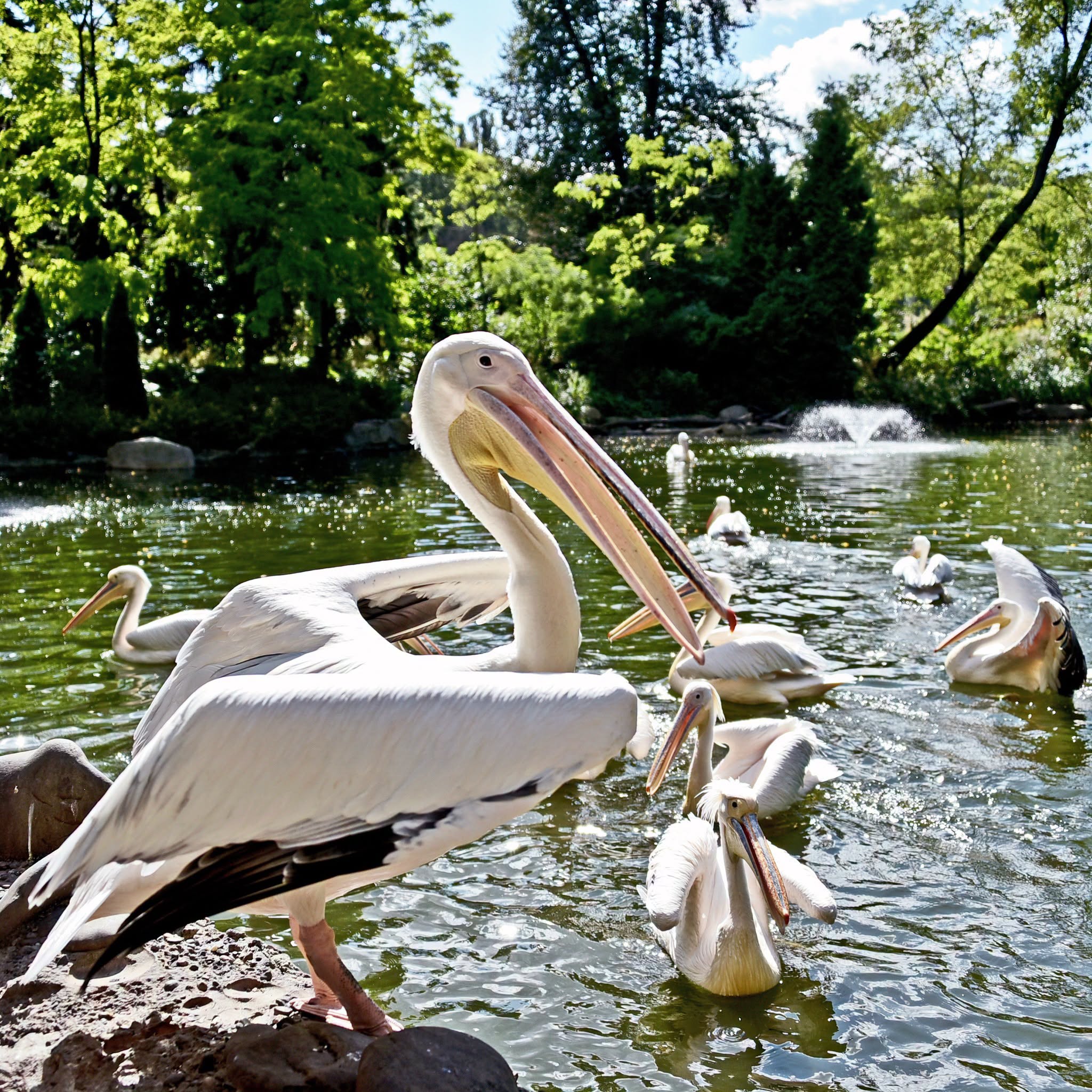 Пелікани в КиївЗоо. Фото: facebook.com/zoo.kyiv.ua