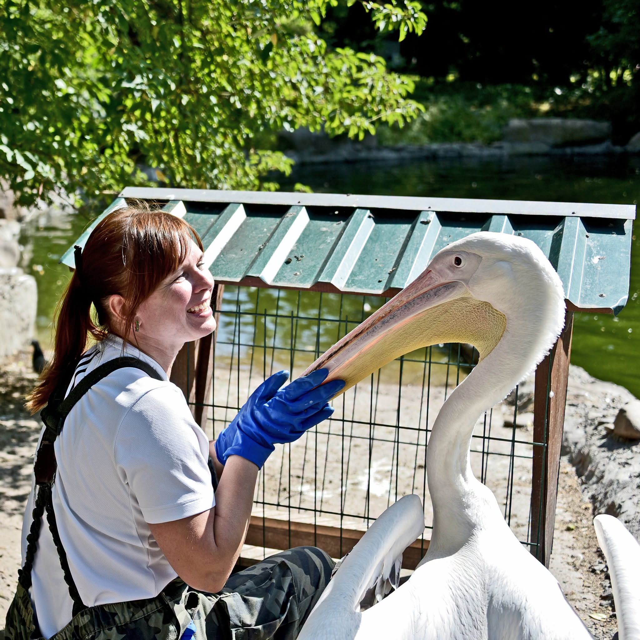 Пелікани в КиївЗоо. Фото: facebook.com/zoo.kyiv.ua