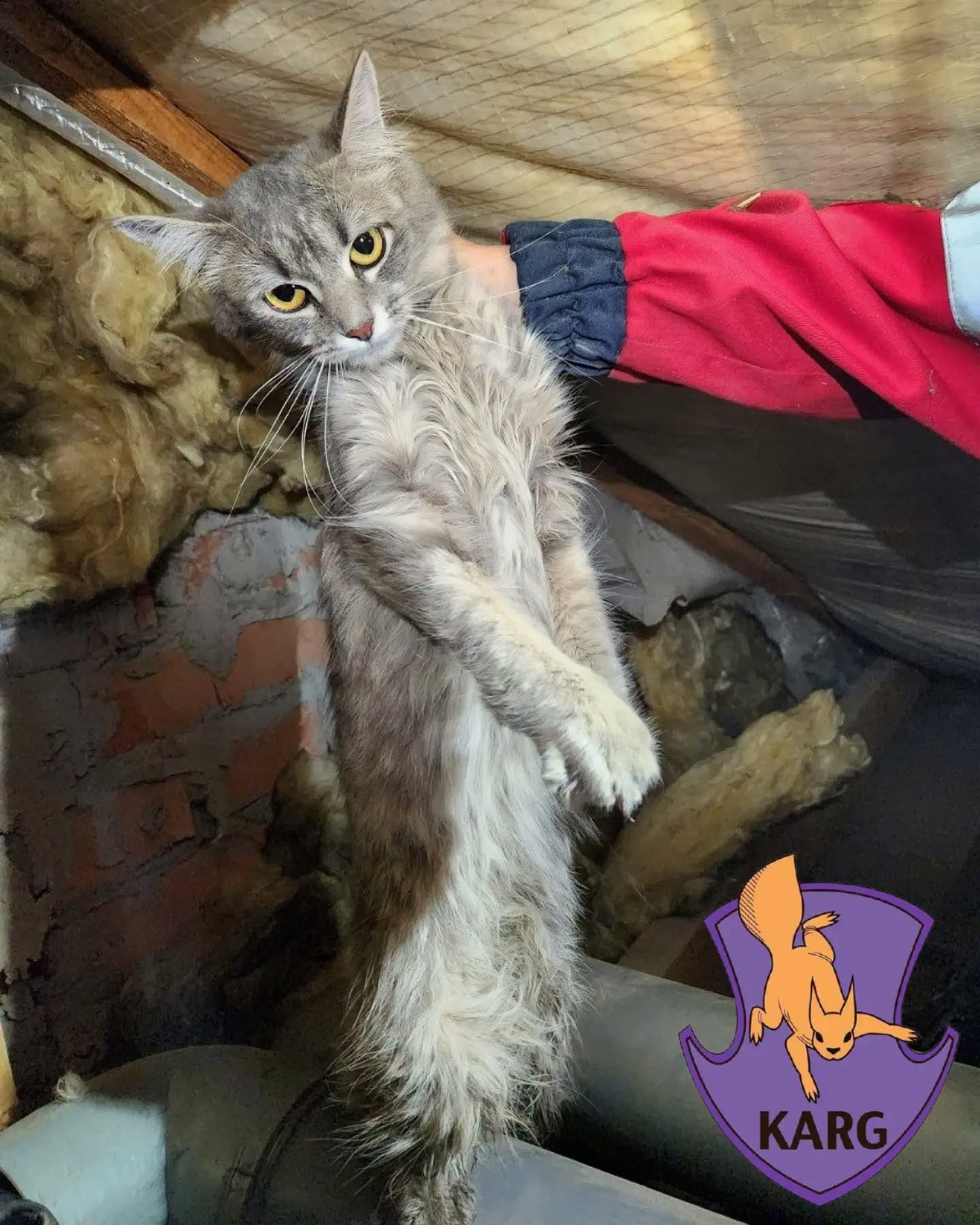 У Києві врятували кішку. Фото: facebook.com/KARG.kyivanimalrescuegroup