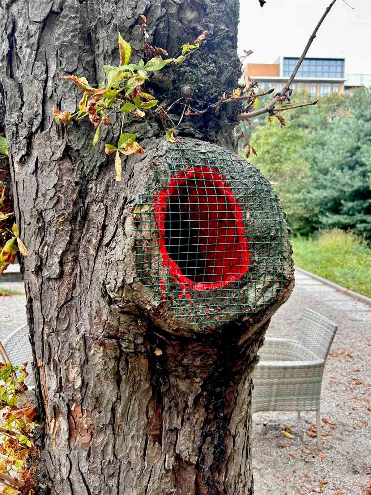 У парку імені Івана Багряного розпочали лікування дерев. Фото: facebook.com/zelenbud