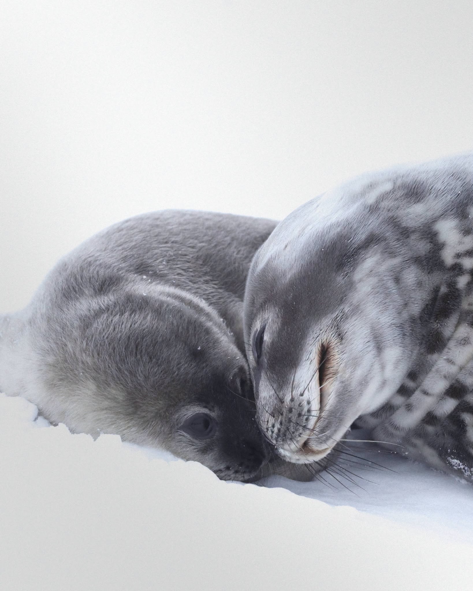 Тюленятко Веддела. Фото: facebook.com/AntarcticCenter