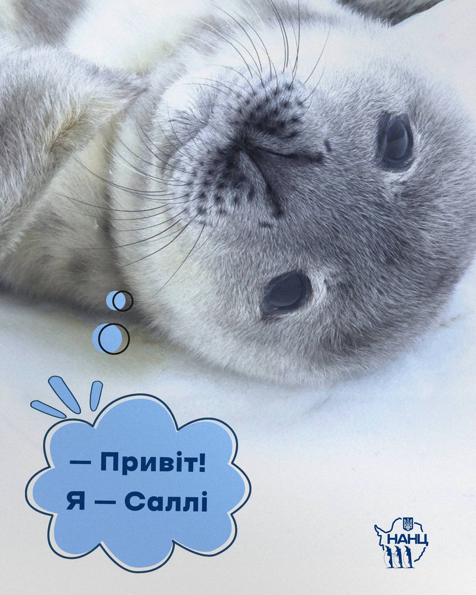 Тюленятко Веддела. Фото: facebook.com/AntarcticCenter