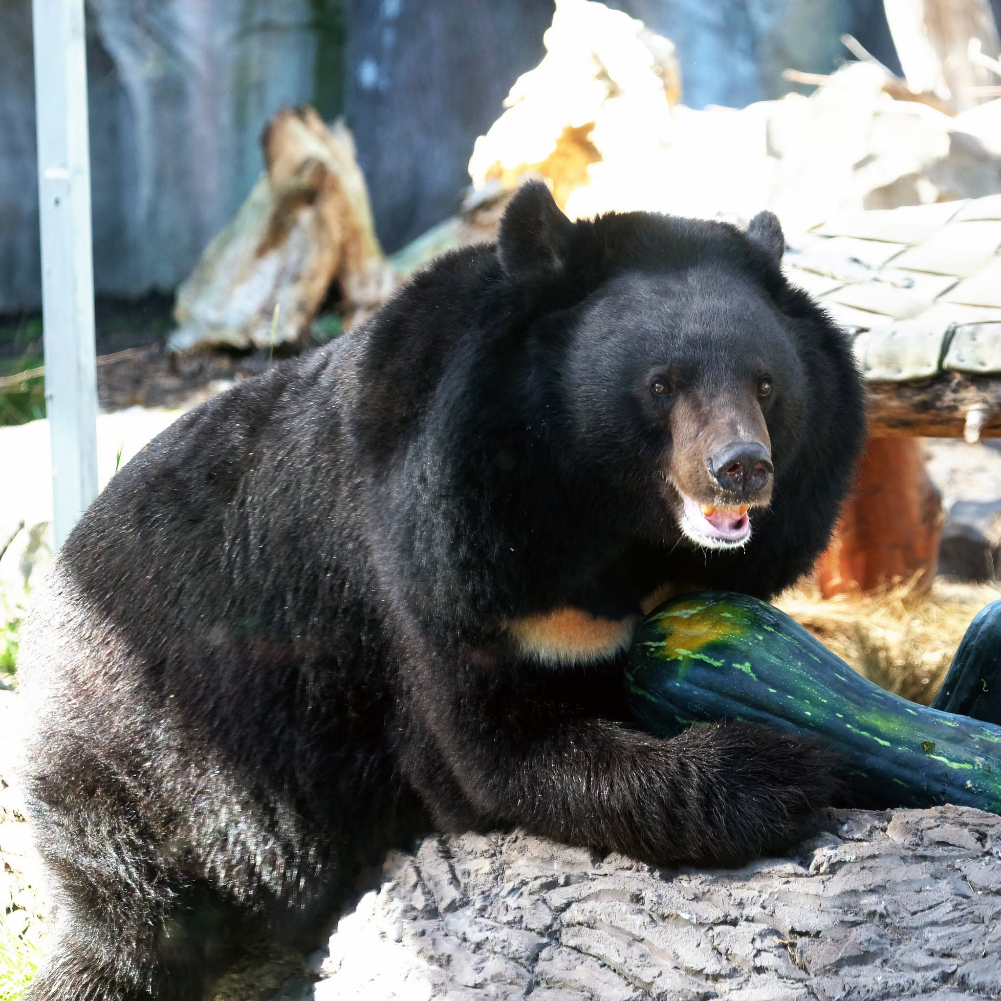У Київському зоопарку стартував сезон гарбузових вікендів. Фото: facebook.com/zoo.kyiv.ua