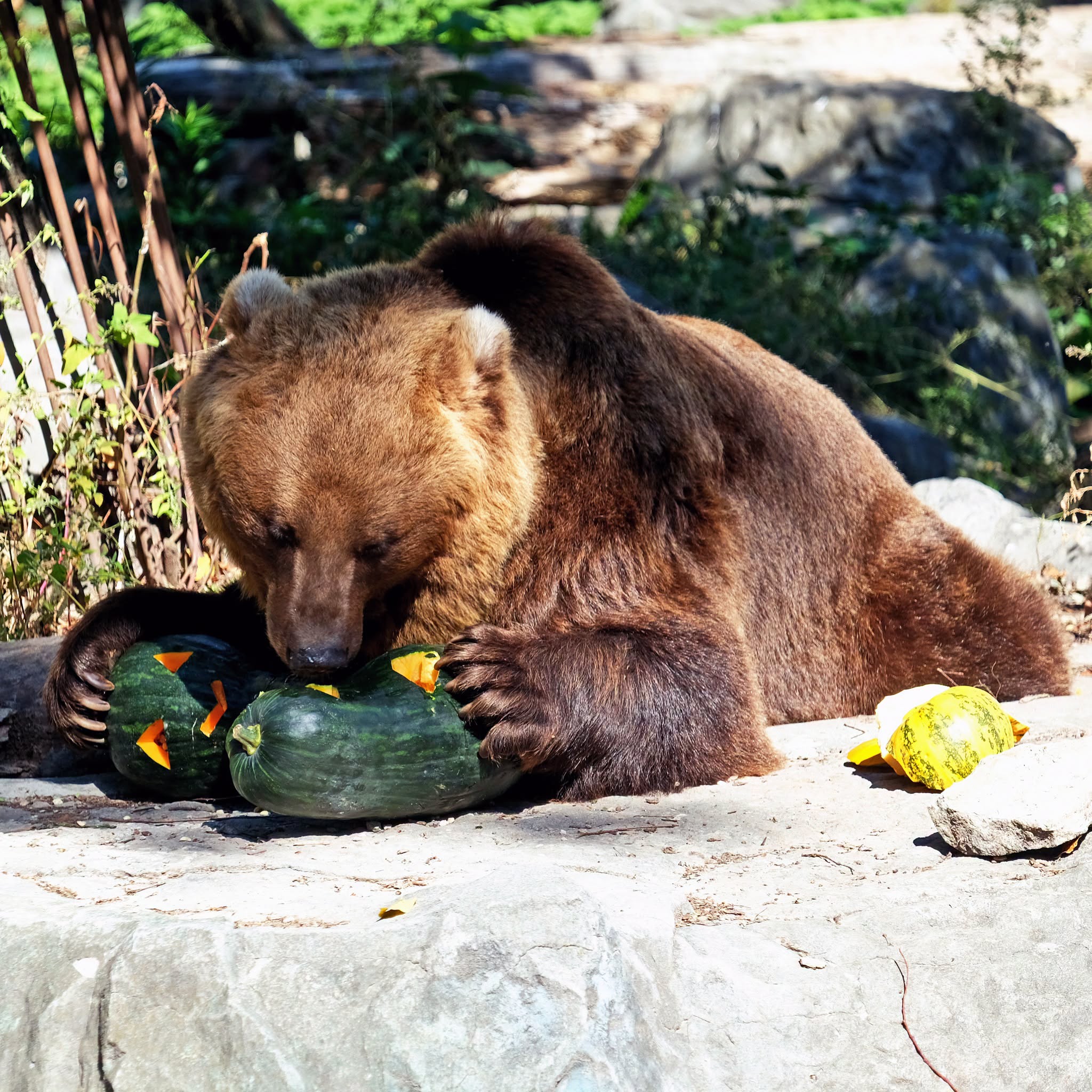 У Київському зоопарку стартував сезон гарбузових вікендів. Фото: facebook.com/zoo.kyiv.ua