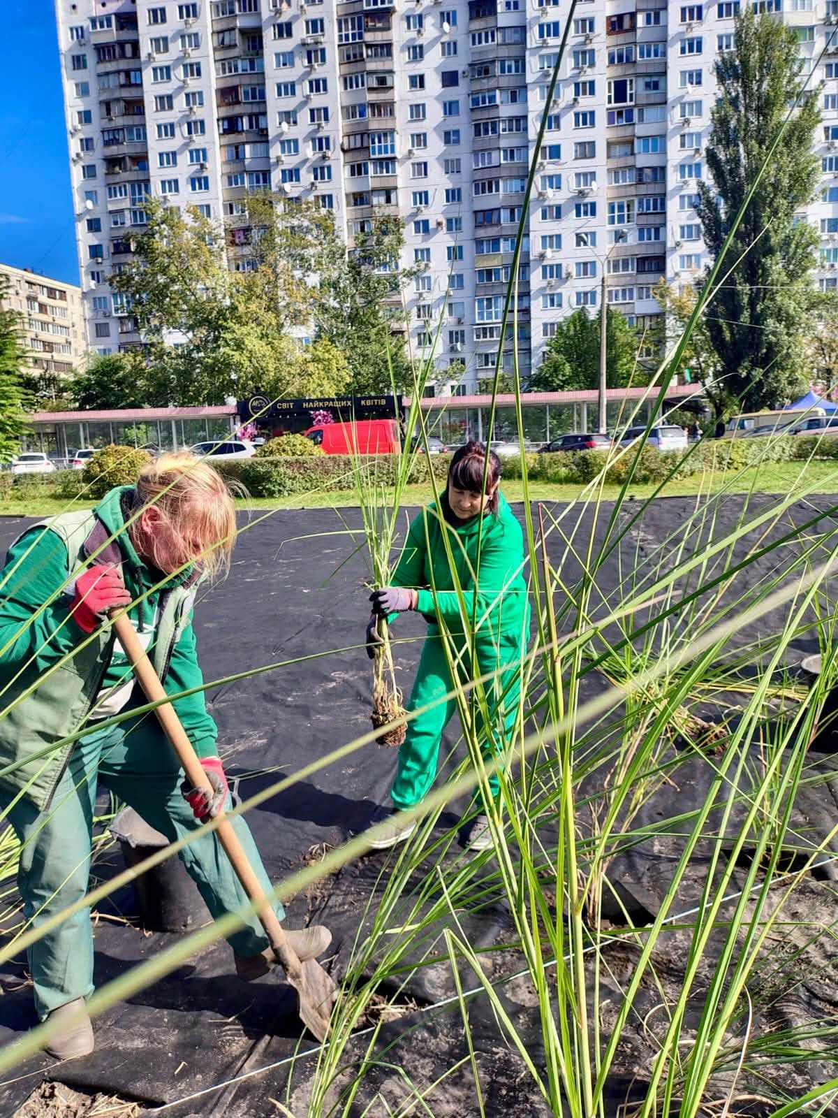 Оболонський проспект прикрасять декоративні злаки та багаторічні квіти. Фото: facebook.com/zelenbud
