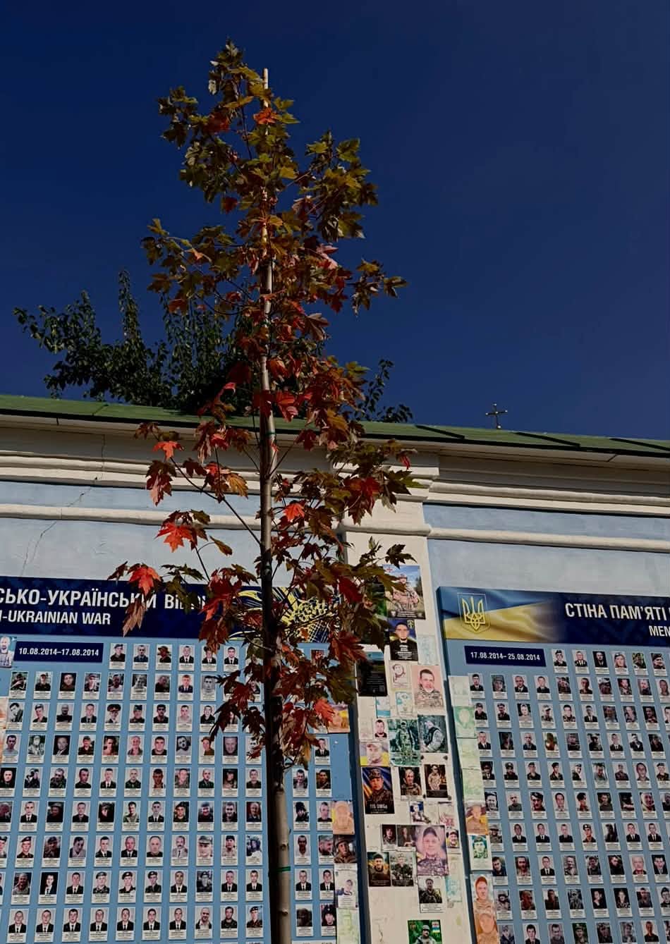 Біля Михайлівського собору в Києві висадили 12 кленів Фрімана. Фото: facebook.com/zelenbud