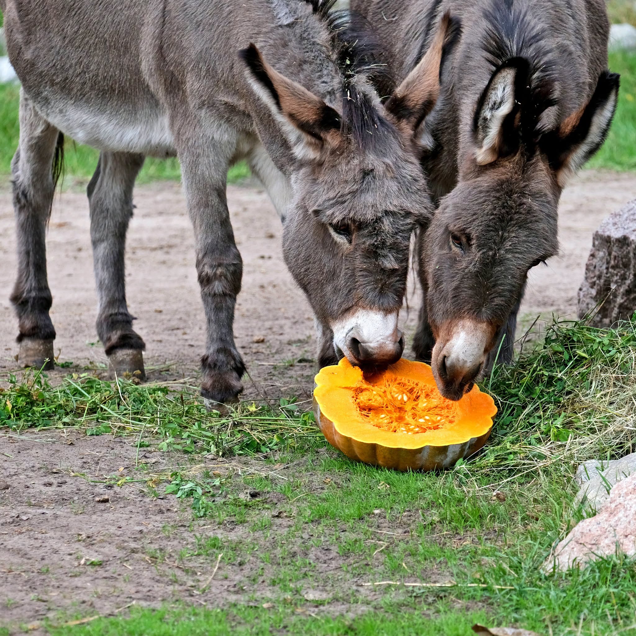 У КиївЗоо влаштують гарбузові частування. Фото: facebook.com/zoo.kyiv.ua