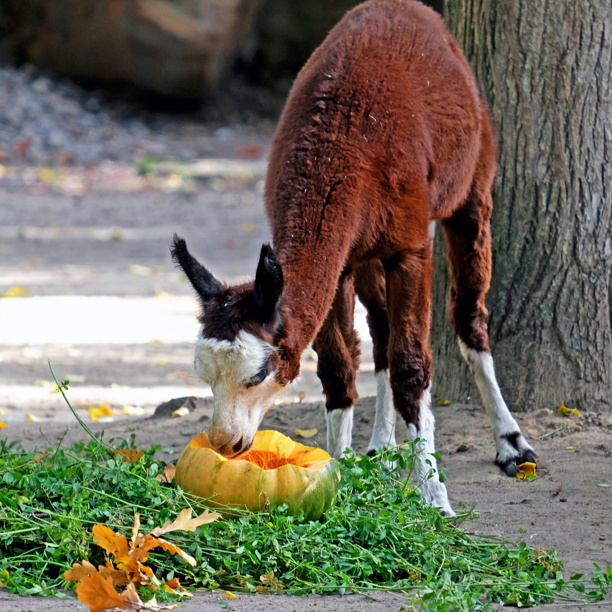 У КиївЗоо влаштують гарбузові частування. Фото: facebook.com/zoo.kyiv.ua