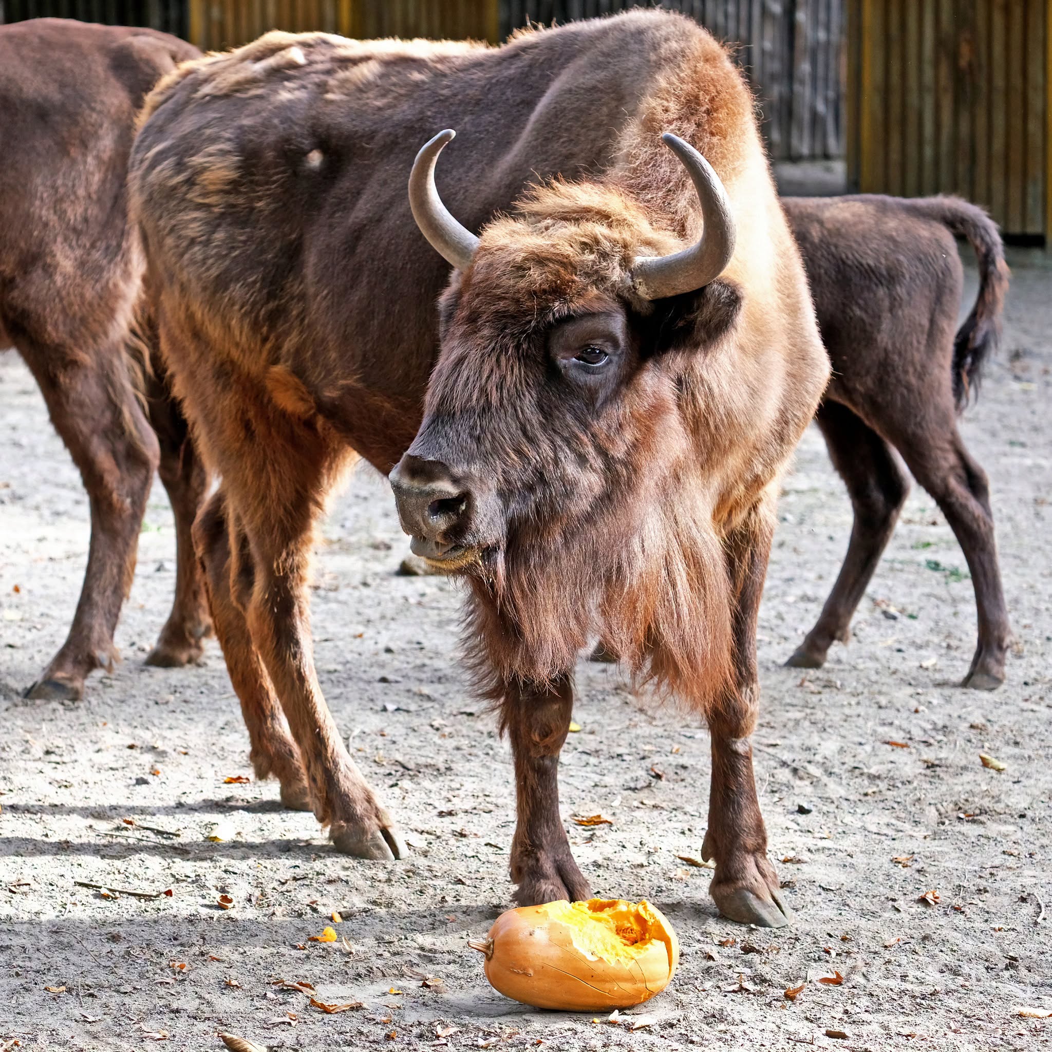 У КиївЗоо влаштують гарбузові частування. Фото: facebook.com/zoo.kyiv.ua