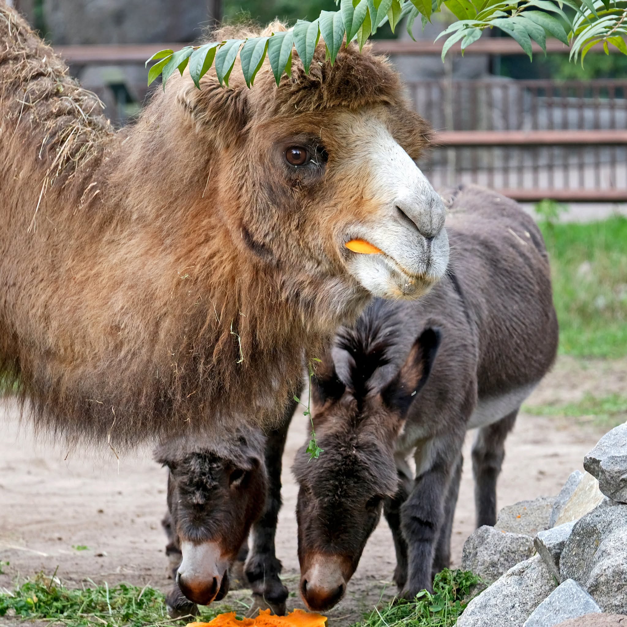 У КиївЗоо влаштують гарбузові частування. Фото: facebook.com/zoo.kyiv.ua