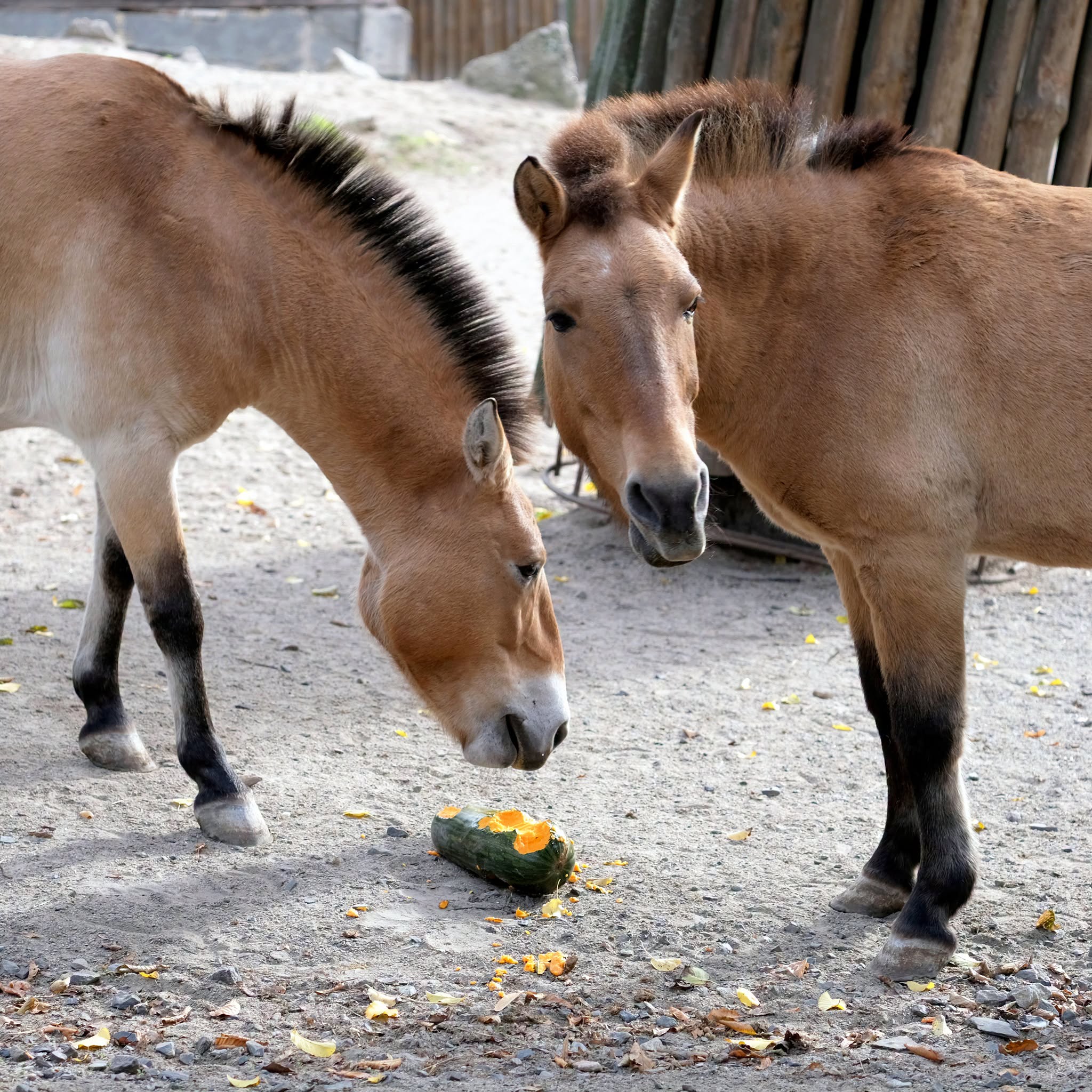 У КиївЗоо влаштують гарбузові частування. Фото: facebook.com/zoo.kyiv.ua