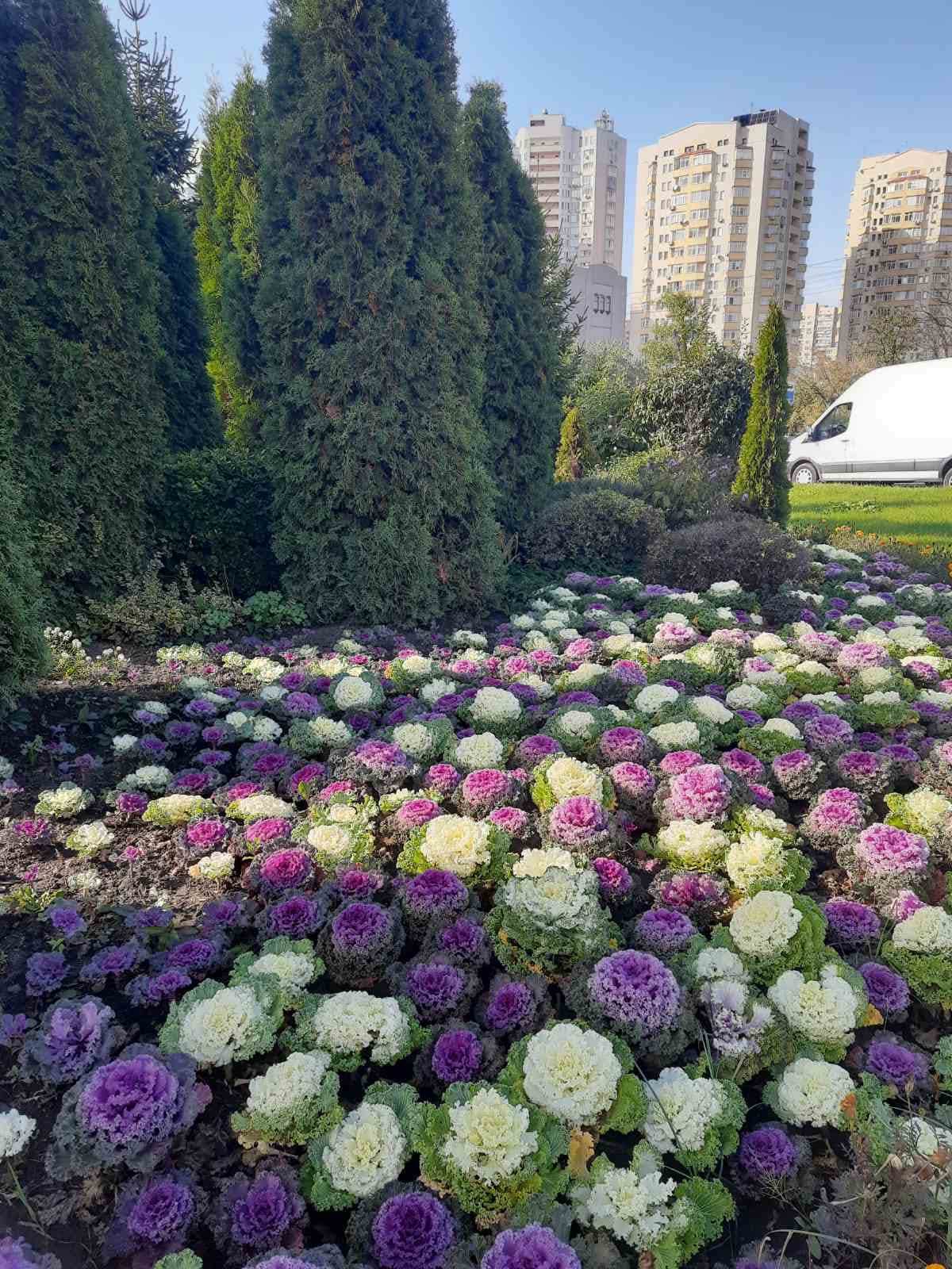 Осінній квітник біля метро 