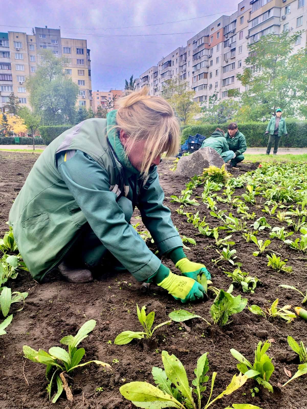 На Оболоні озеленили сквер і вулицю  гайлардією. Фото: facebook.com/zelenbud