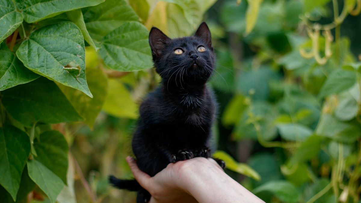 На ВДНГ проведуть фестиваль адопцій звірят AdoptMe Days