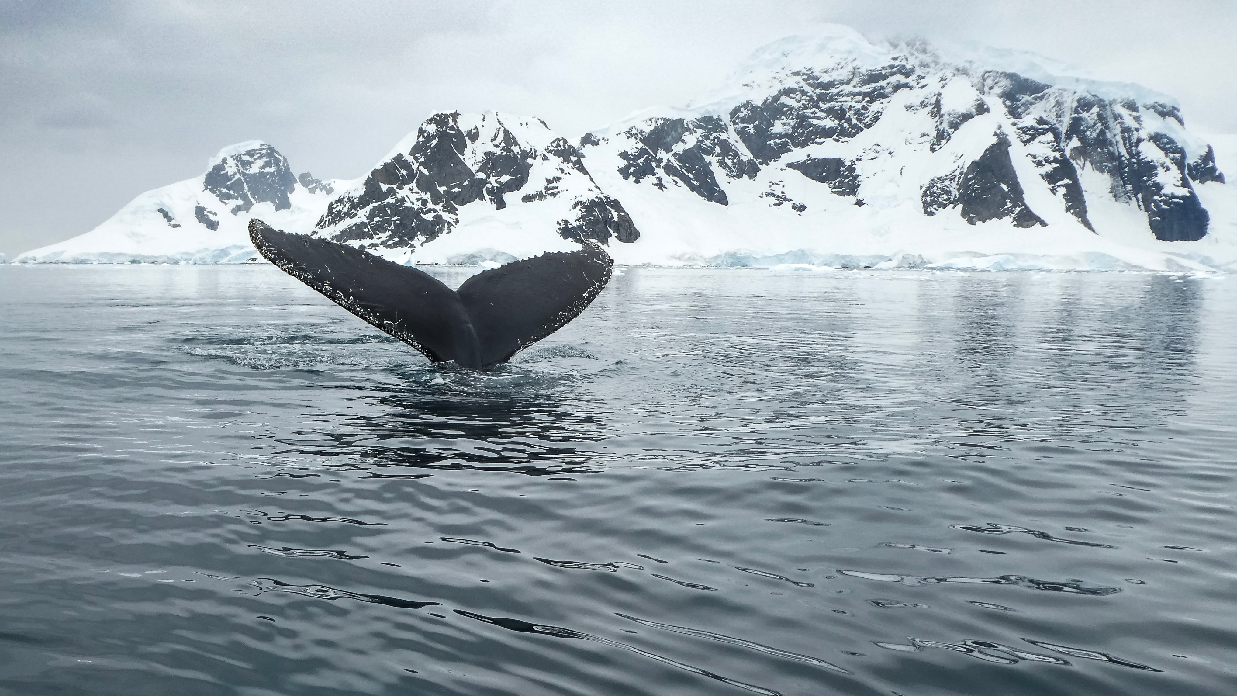 Науковці збентежені звуками океанів Арктики та Антарктики