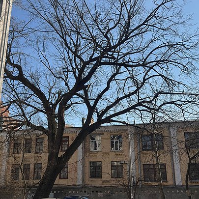 Дубу Миколи Пимоненка надали статус ботанічної пам'ятки природи - 412x412