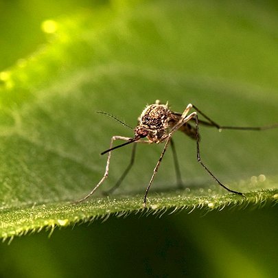 Пляжі Києва почали обробляти від комарів та щурів - 412x412