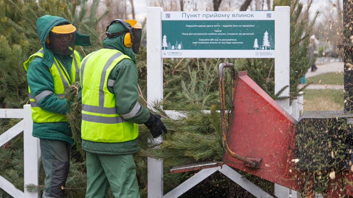 Де в Києві здати ялинку на утилізацію: адреси пунктів прийому