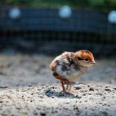 У столичному зоопарку народилися пташенята фазанів: фото - 412x412