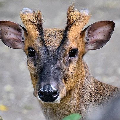 У столичному зоопарку після обстрілу відновлюється мініатюрний олень - 412x412