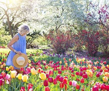 Сотні тисяч тюльпанів, ірисів та крокусів: у Києві відкриється виставка весняних квітів - 412x412
