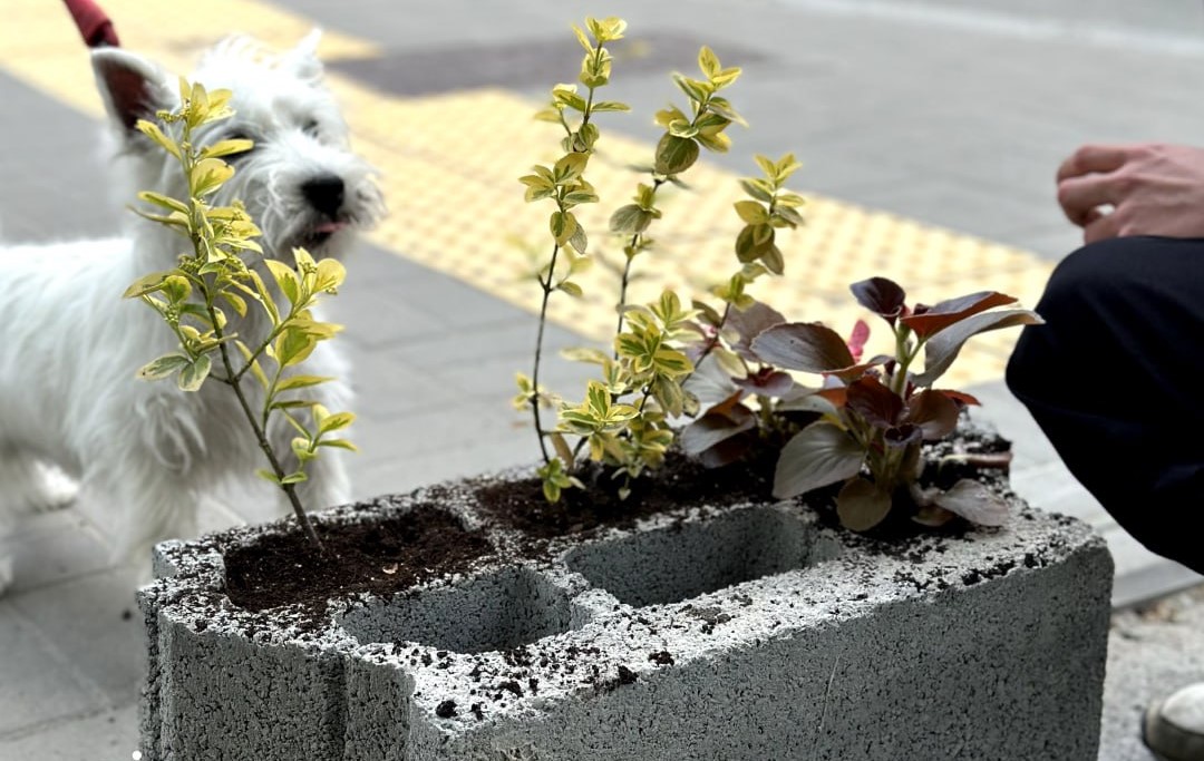 На Подолі активісти ліквідували незаконну парковку і засадили її квітами