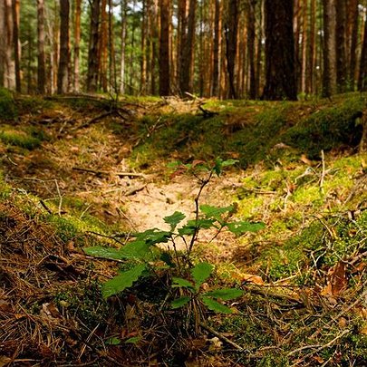 Прихисток для лисиці: у Чорнобильській зоні знайшли окопи часів Другої світової війни - 412x412