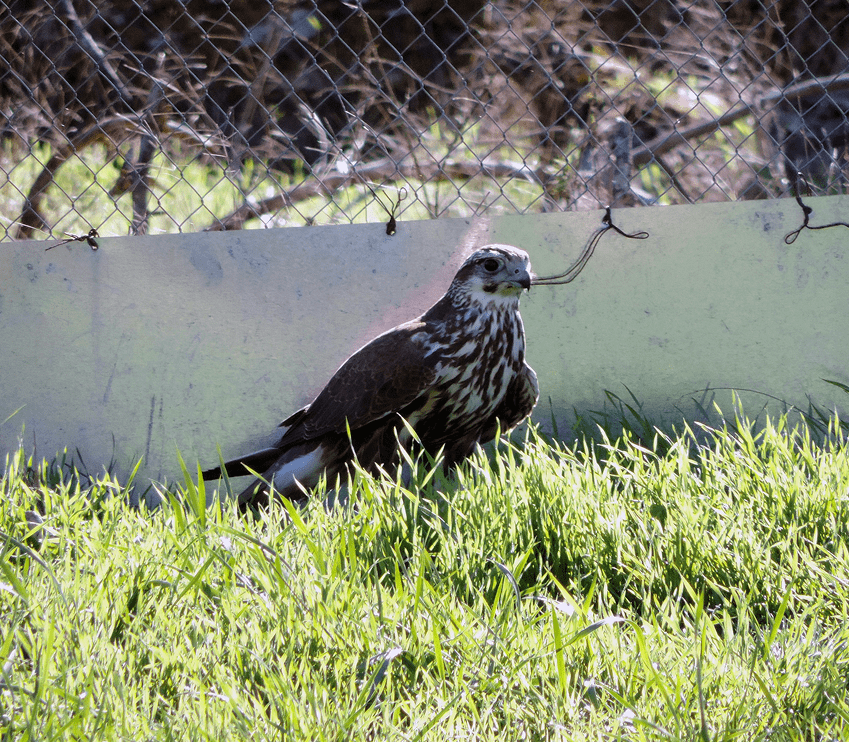 рідкісний сокіл балабан