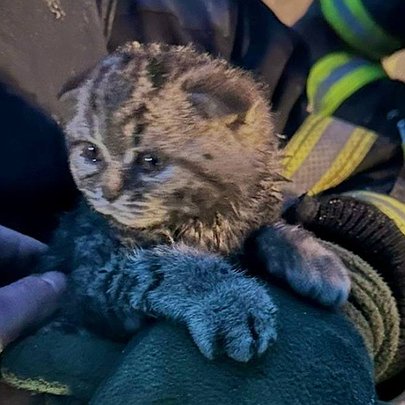 На Київщині врятували кошеня, яке 10 годин провело під завалами - 412x412