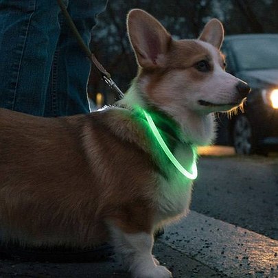 Киян закликають надягати на своїх собак нашийники, що світяться: навіщо це потрібно - 412x412