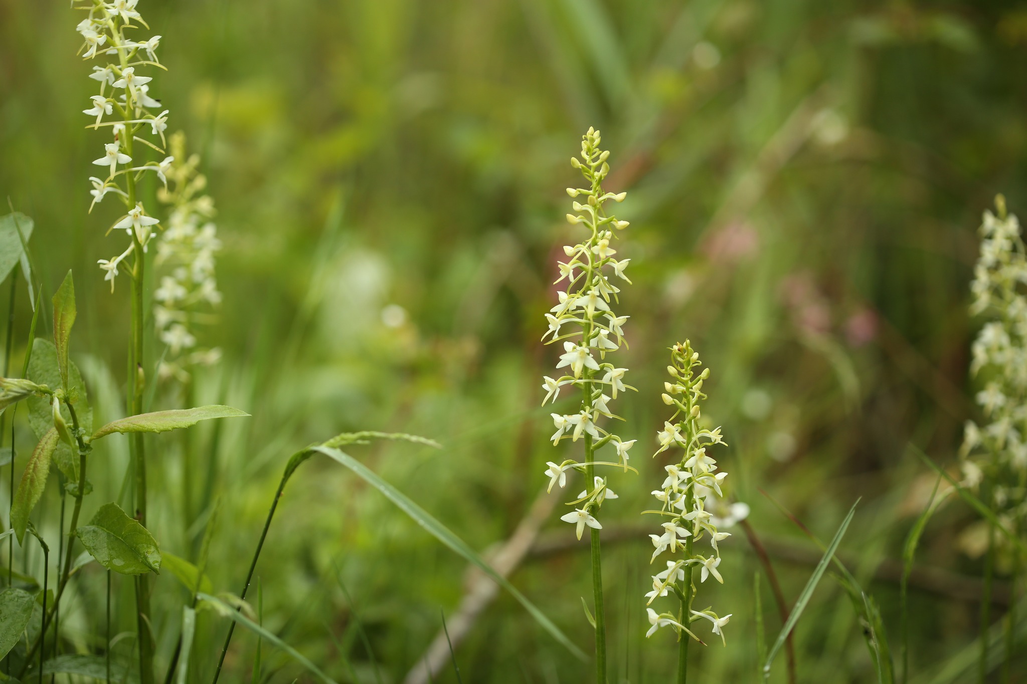Дик ішке кірді Дик ішке кірді